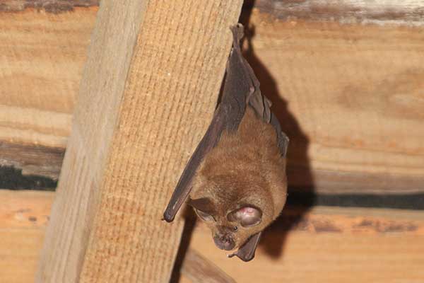 コウモリ駆除|害虫駆除のイッシーさんの施工メニュー