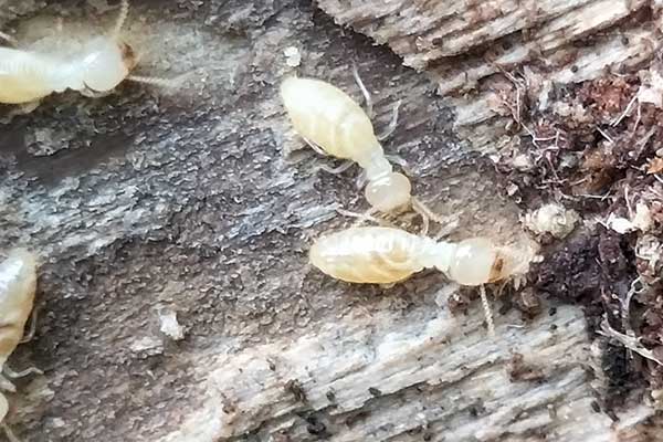 シロアリ駆除|害虫駆除のイッシーさんの施工メニュー