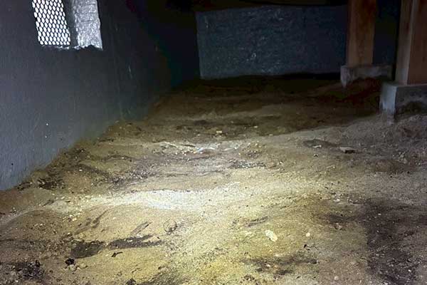 湿気によって発生した床下のカビ