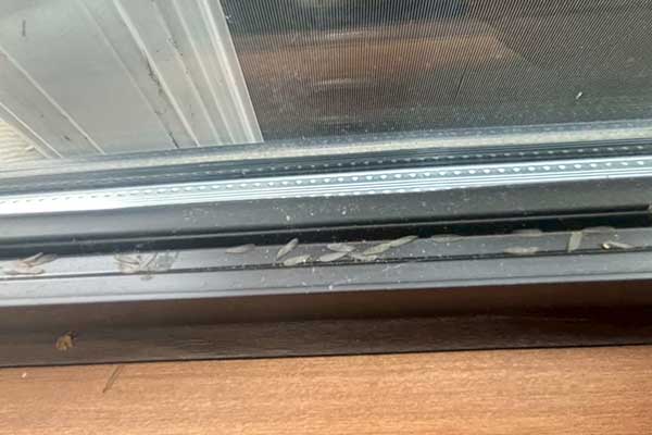 羽アリの死骸や羽がある