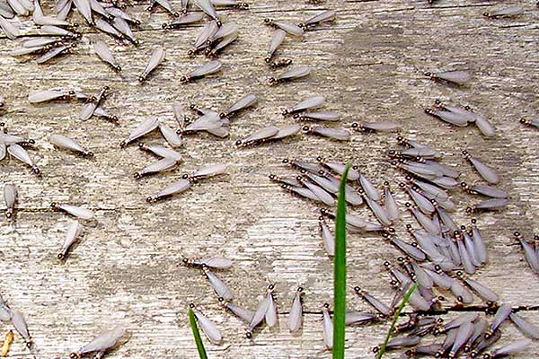 雨漏りの初期症状：天井の水滴