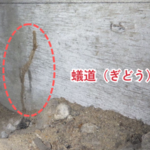 シロアリがつくる蟻道とはどういうもの？
